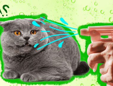 Is It Ok To Spray Cat With Water When They Misbehave? 🐱💦