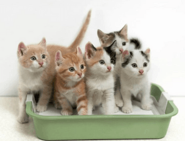 do cats use the same litter box? 🐱 Litter Box Guide