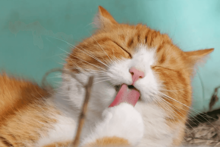 Understanding Cat Saliva: The Basics