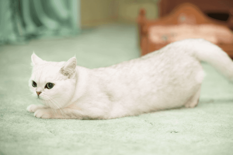 cat rolling on the floor