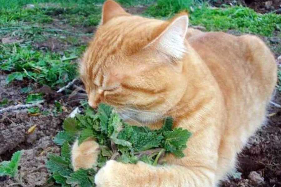 How to Use Catnip Safely