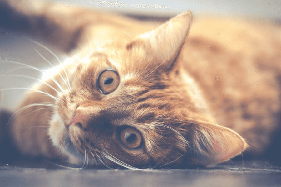 Preventing Feline Leukemia Virus