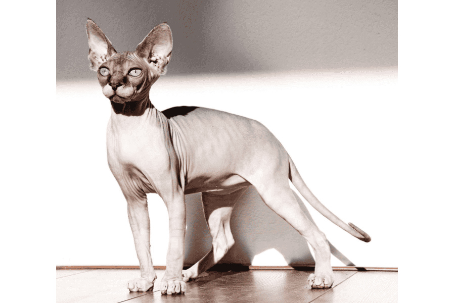 Sphynx Cat