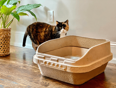 Is Cat Litter Biodegradable? Benefits And Risks