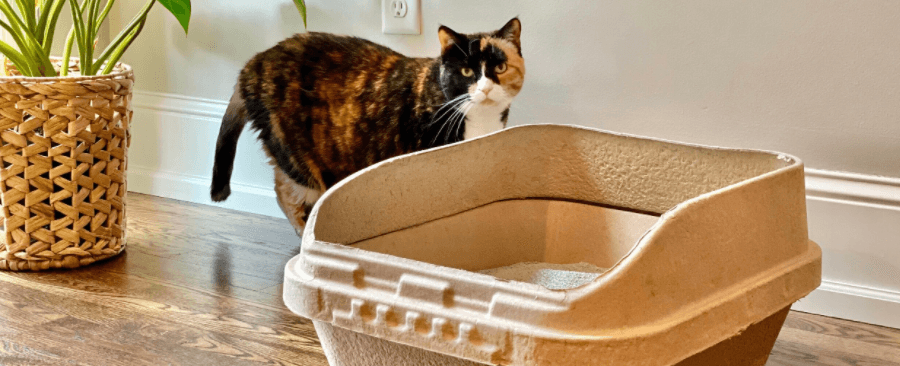 Is Cat Litter Biodegradable? Benefits And Risks