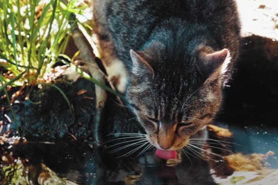 Why Might a Cat Stop Drinking Water?