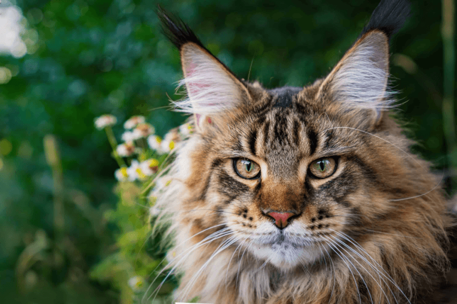 Maine Coon Cat