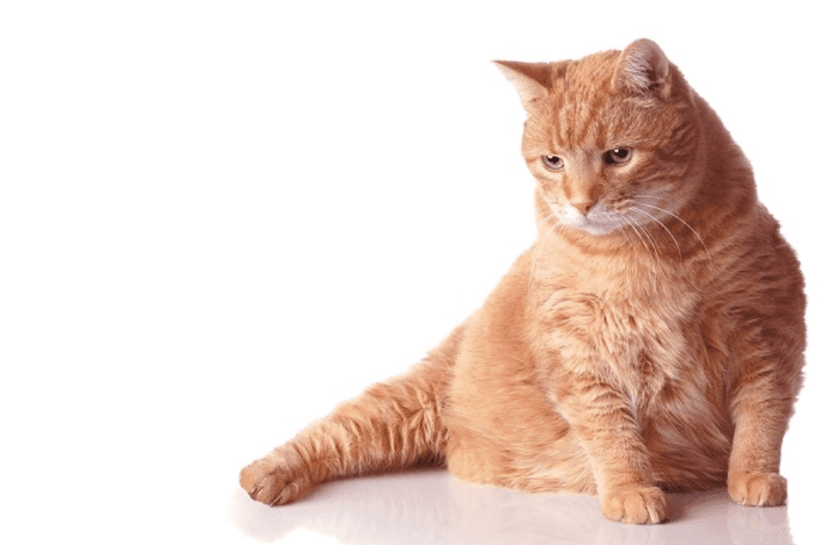 13 Garfield Cat Breeds For Orange Cat Lovers