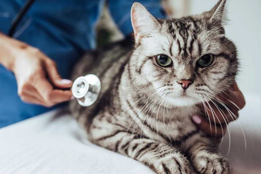 Vaccination Schedule for Cats