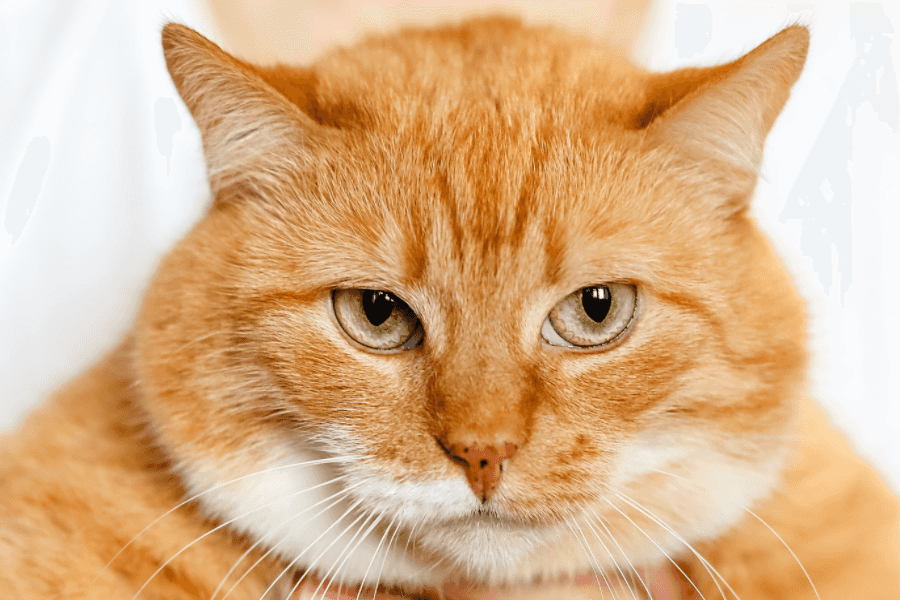 Domestic Cats vs. Feral Cats