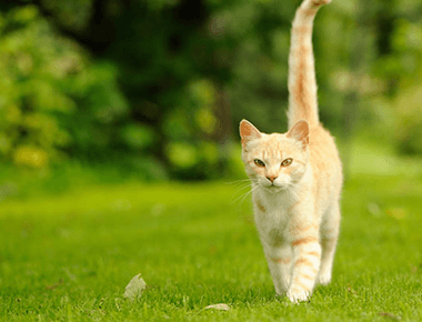 Why Do Cats Have Long Tails? 🐈‍