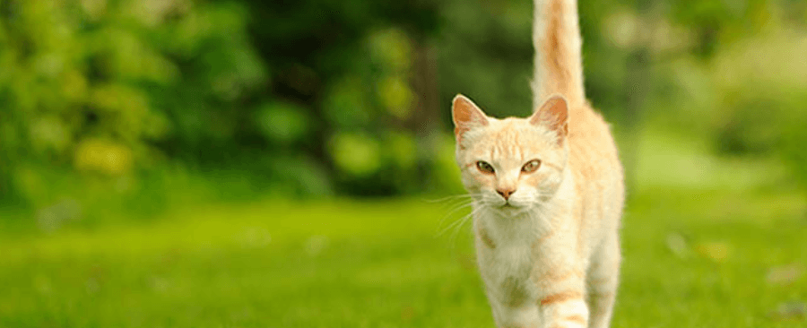 Why Do Cats Have Long Tails? 🐈‍