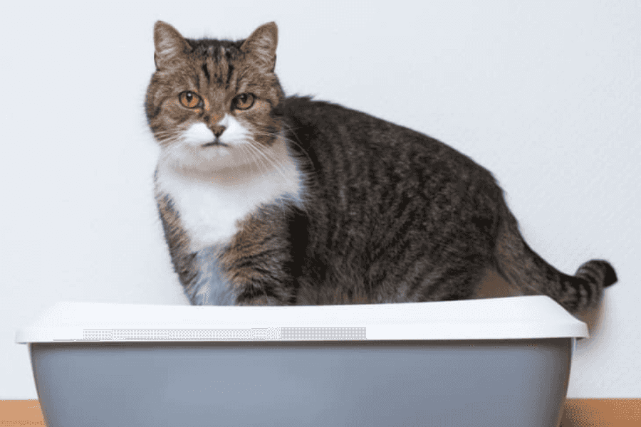 What Causes Constipation in Cats?