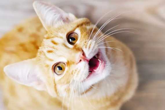 Why Is Cat so Vocal? 6 Reasons Why Your Cat Over-Vocalizes | 100% ...