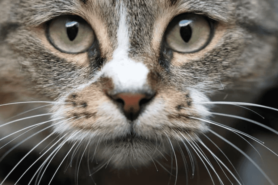 Why Do Cat Noses Get Dry?