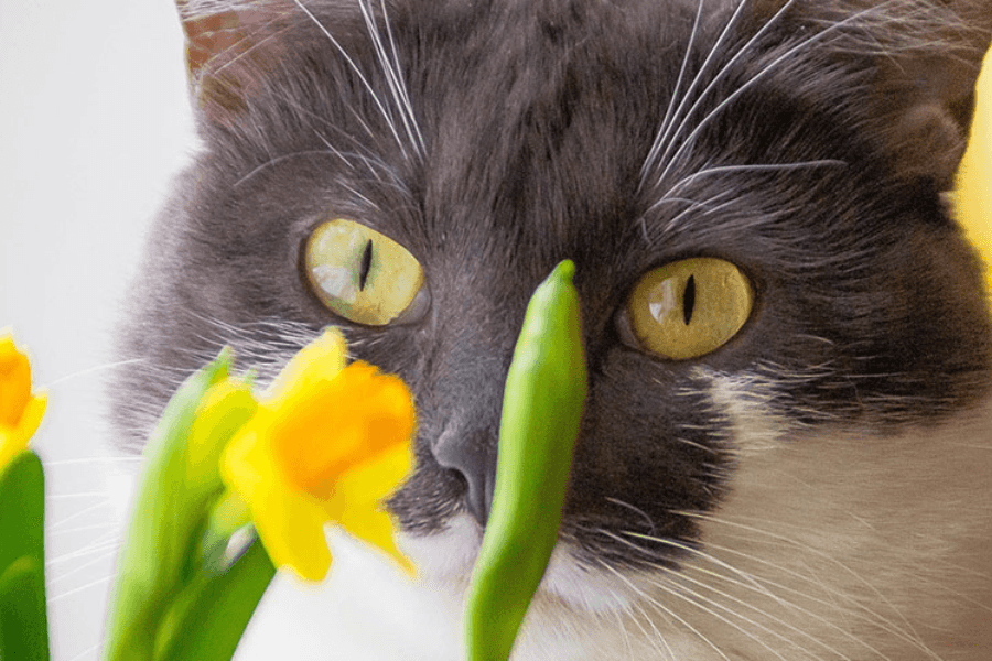 7 Ways to Prevent Your Cats from Eating Your Houseplants