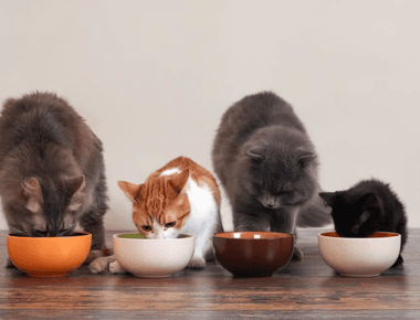 Difference Between Cat And Kitten Food - Vet Reviewed