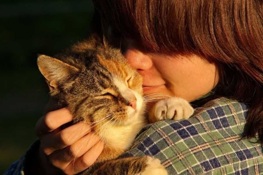 Showing Your Cat Affection the Right Way