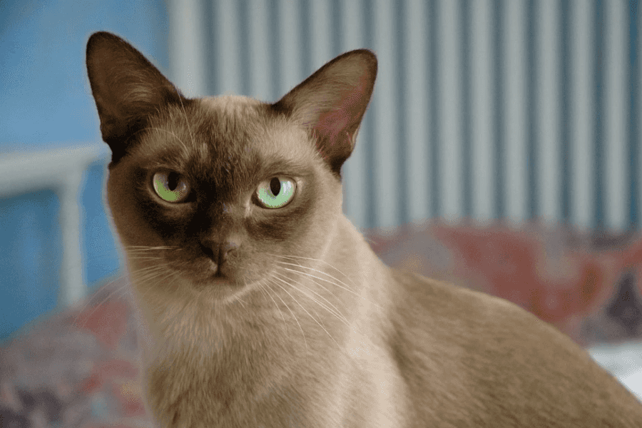 Burmese Cat