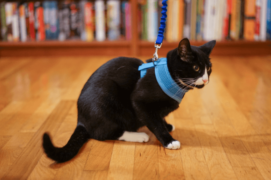 Cat walking on leash indoors