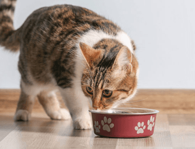 How Much Does Cat Food Cost Per Month? 💰