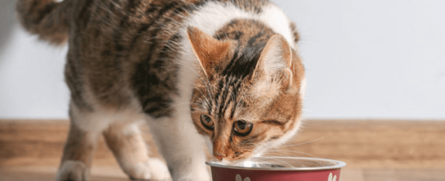 How Much Does Cat Food Cost Per Month? 💰