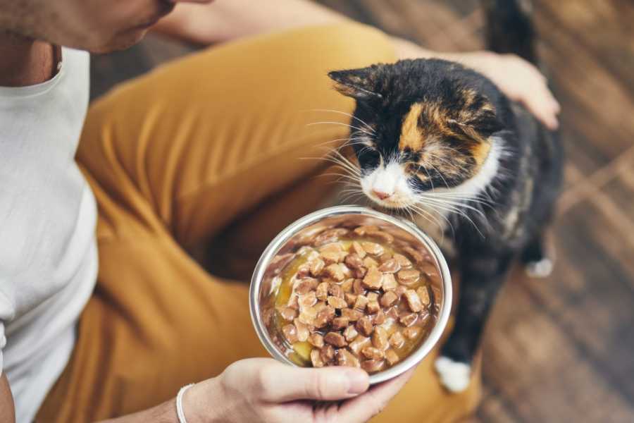 Encouraging Your Cat to Eat and Drink