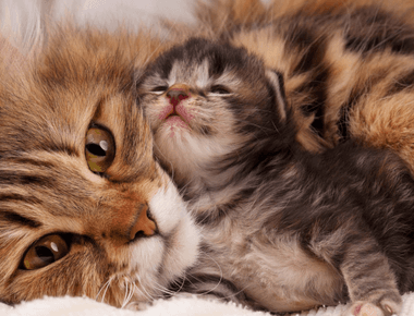 Cat or Kitten - Which is Better for You?