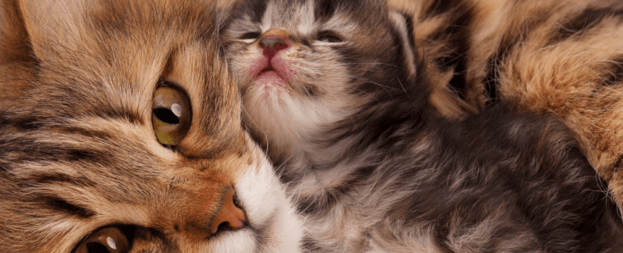 Cat or Kitten - Which is Better for You?