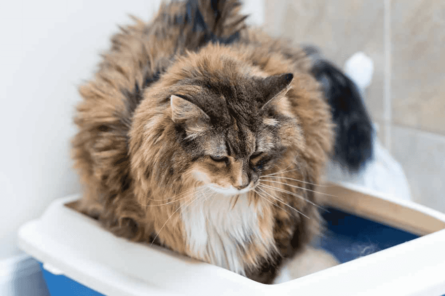 Treating Chronic Diarrhea in Cats