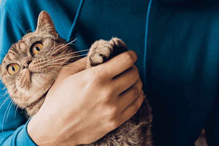Diagnosing Cat Constipation