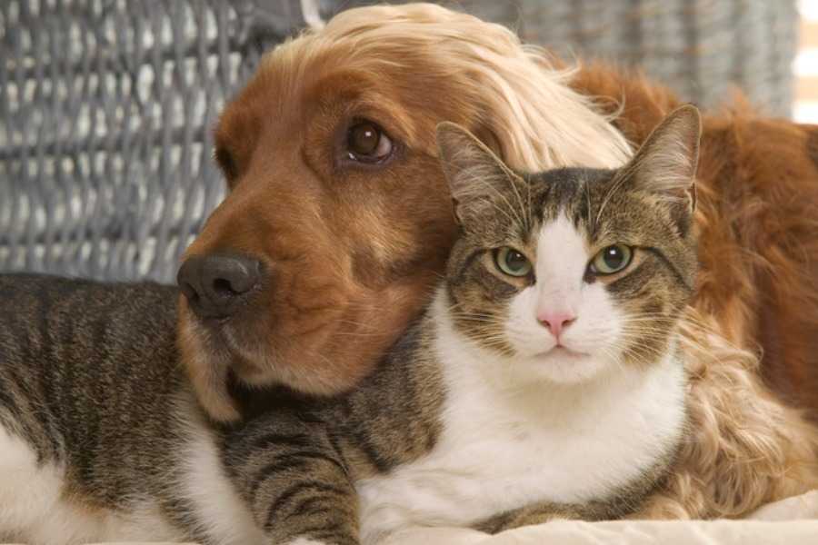 Meet Other Pet Owners and Animal Lovers