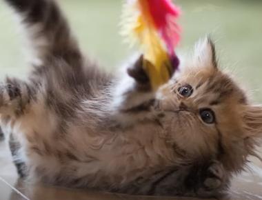 Top 10+ Reasons Why Cats Are the Best Pets