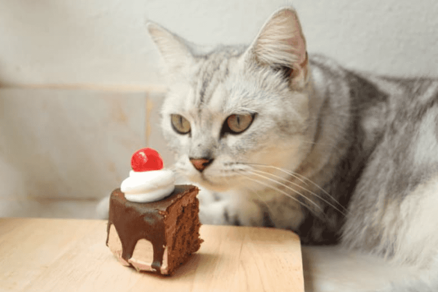 What to Do If Your Cat Eats Chocolate?