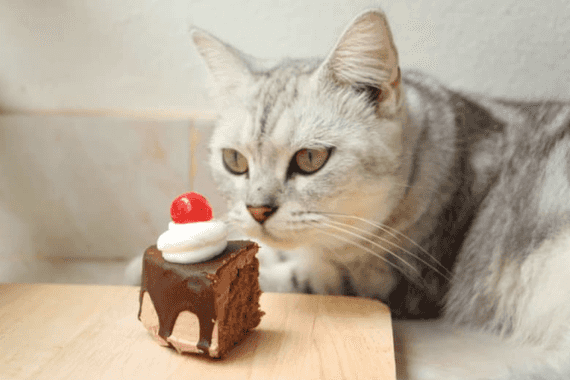 what-to-do-if-cat-eats-chocolate-vet-advice-100-committed-to