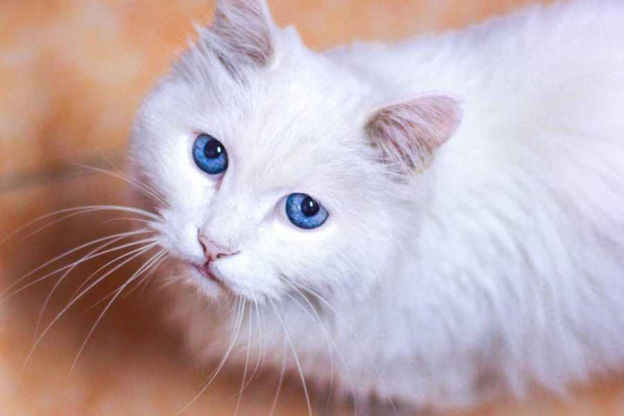 Understanding Urinary Blockage in Cats