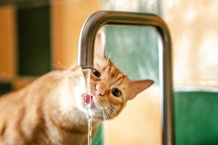 What Can You Do for a Dehydrated Cat