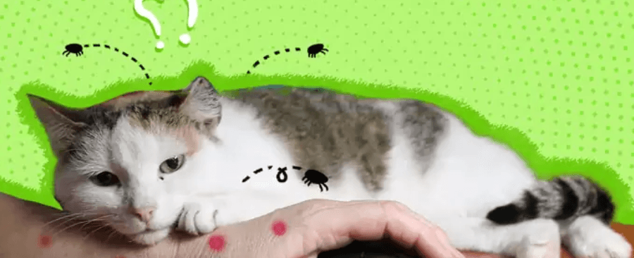 5 Ways Indoor Cats Can Get Fleas And How To Prevent