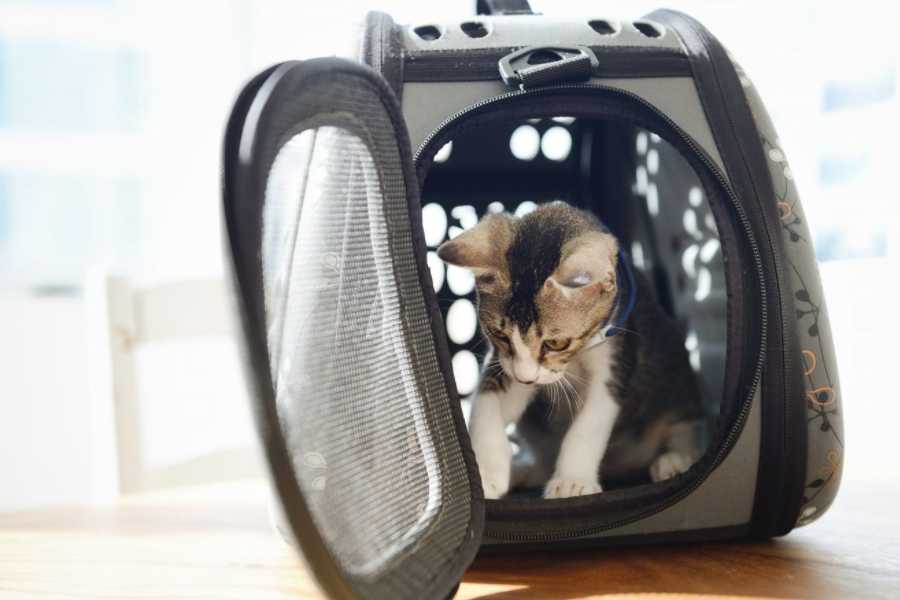 Safety Precautions for Your Kitten