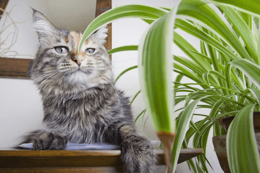 What to Do If Your Cat Has Eaten a Toxic Plant