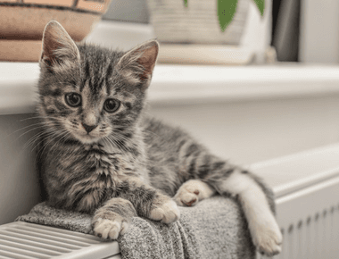 What Do I Need for a Kitten? A complete Guide for New Pet Parents 🐾