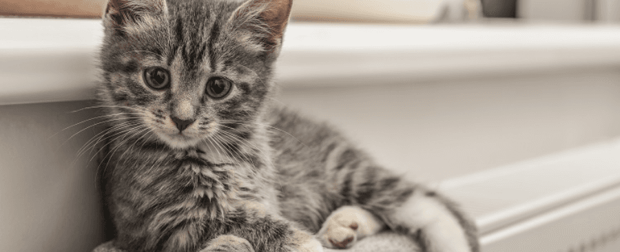 What Do I Need for a Kitten? A complete Guide for New Pet Parents 🐾