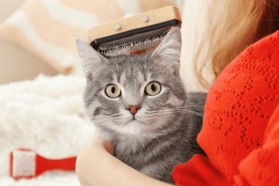 How to Choose the Right Cat Brush