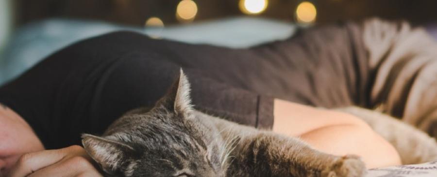 What Does it Mean When Cats Sleep on Your Bed?