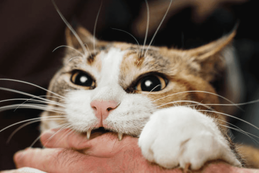 Treating cat bite infections
