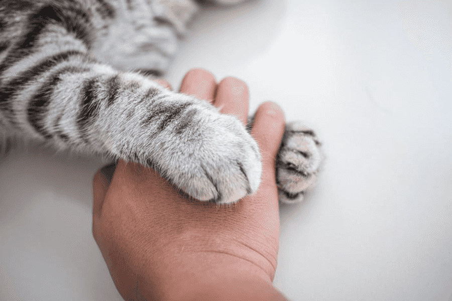 risks of declawing cats