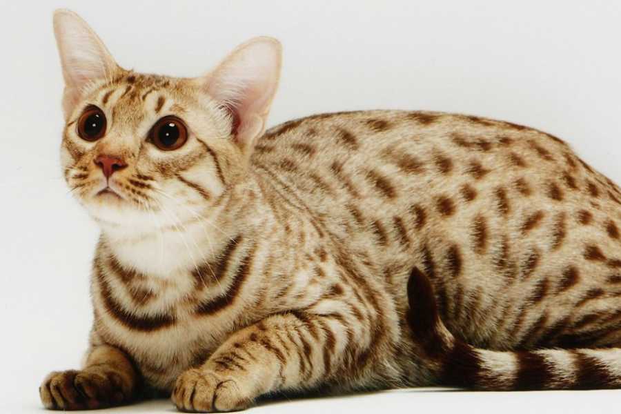 The Ocicat