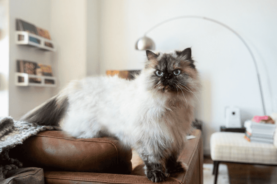 Himalayan cat