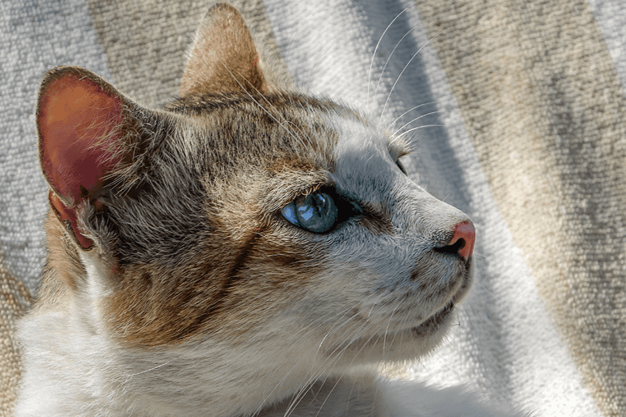 Feline Leukemia Symptoms