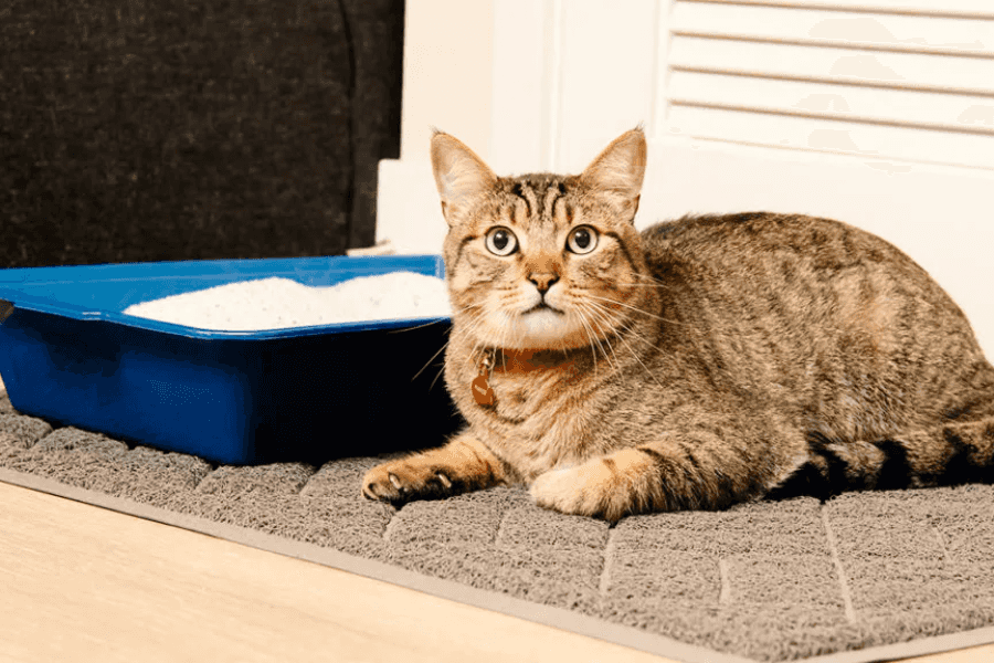 Determining How Much Cat Litter You Need